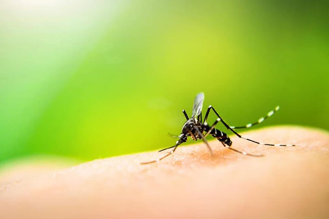 Dlium The best way to avoid mosquito bites