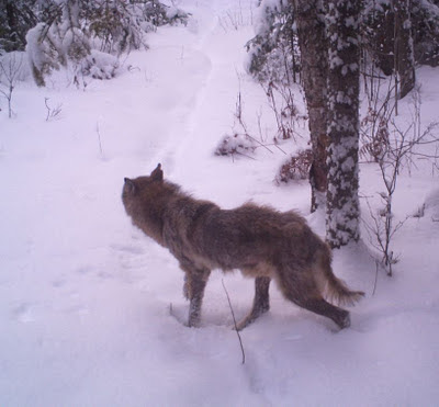 Northwestern Ontario coyote