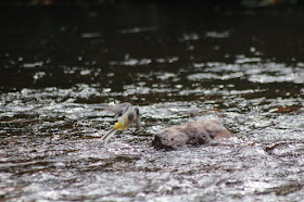 Grey wagtail over Owennashad River in Lismore, photo by Corina Duyn