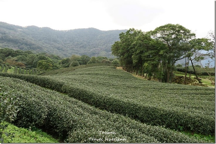 三峽熊空茶園 (18)