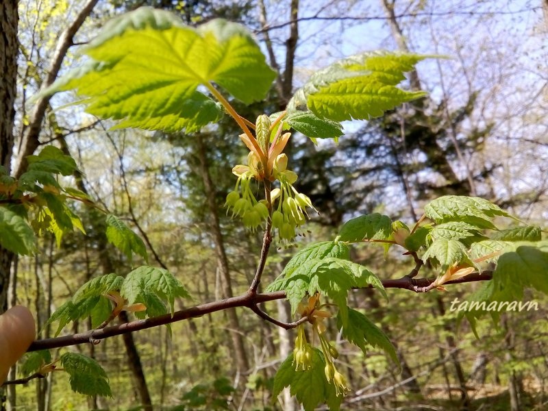 Клён бородатый / Клён бородчатонервный (Acer barbinerve)