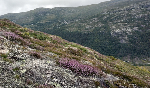 Kristnatten Dyreskard Skardssetera