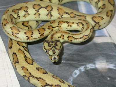 Jungle Jaguar Carpet Python. Jaguar+carpet+python