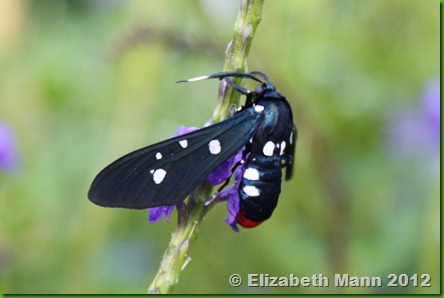 oleander moth
