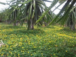 Cỏ dại dưới chân cây thanh long