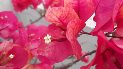 Bougainvillea