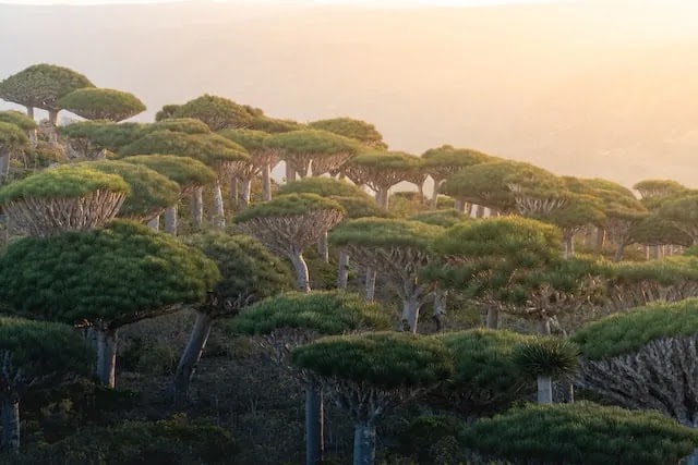 Dragon Blood Trees