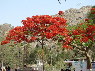 "Gulmohar tree at the lake with its stunning red flowere."