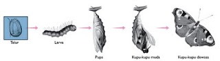 metamorfosis kupu-kupu