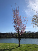 A lone cherry blossom in full bloom along the river.