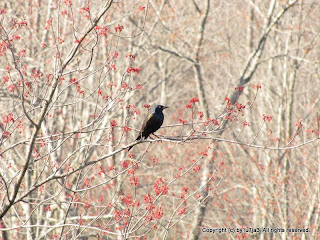 Common Grackle