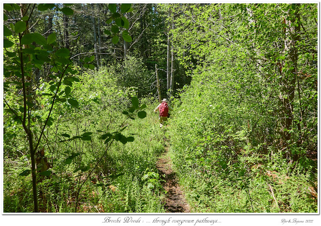 Brooks Woods: ... through overgrown pathways...