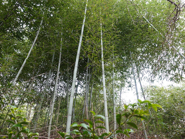 一の谷集落　竹林