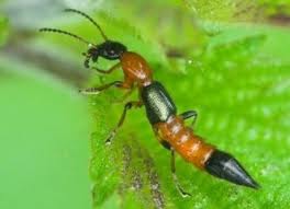Tomcat - Apa itu Serangga tomcat ? - Cara menanggulangi gigitan tomcat - cara mencegah serangan serangga tomcat
