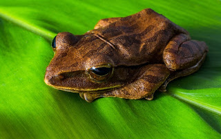 17 Fakta dan Karakteristik Tentang Katak