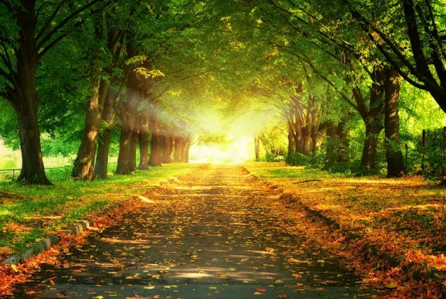 'alt=La imagen retrata un paisaje donde hay un camino ancho y a ambos lados vegetación y árboles y al final del camino mucha les de sol".