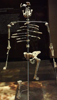 A human fossil from Ethiopia