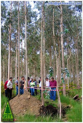 GIT Forestry Consulting, Consultoría y Servicios de Ingeniería Agroforestal, Galicia, España, Spain / Eucalyptologics, information resources on Eucalyptus cultivation around the world / Eucalyptologics, recursos de informacion sobre el cultivo del eucalipto en el mundo