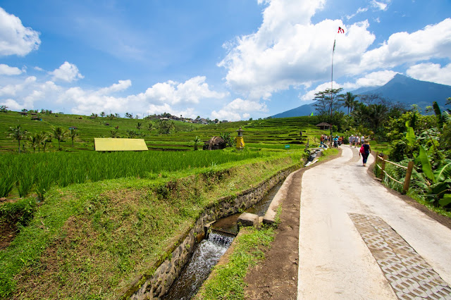 Risaie di Jatiluwih-Bali