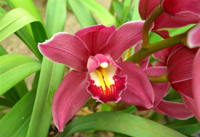 Cymbidium Flowers Pictures