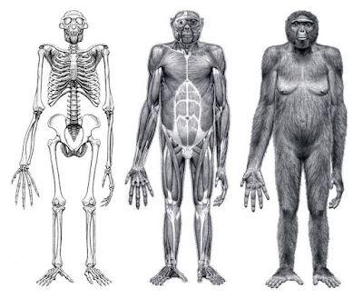 Tres bocetos de la estructura corporal de un Ardipithecus: esqueleto, musculatura y piel