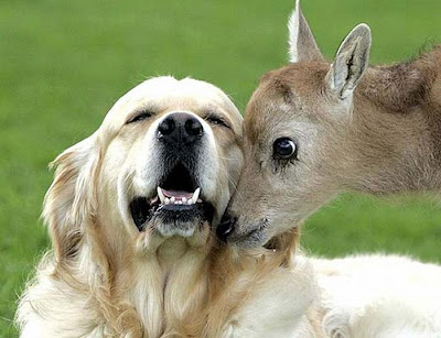 Unusual Animal Friendships Seen On www.coolpicturegallery.net