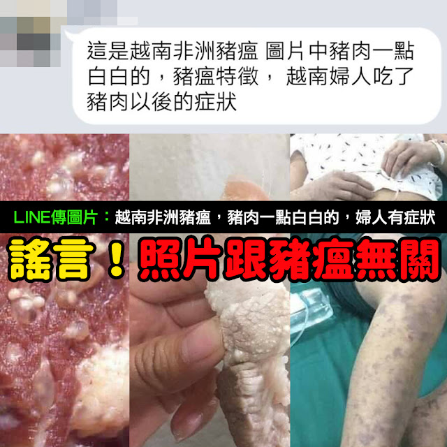 越南非洲豬瘟 照片 一點白白的 越南婦人 症狀 謠言 圖片 LINE Facebook