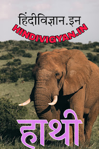 Hathi, Elephant, हाथी