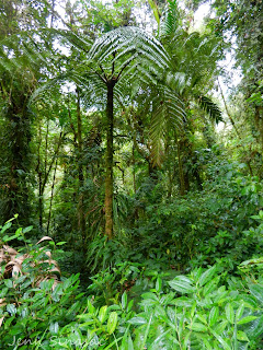 Cloud forest