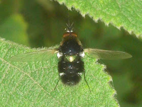 Bee Fly Picture