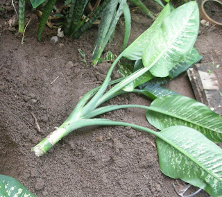 Dieffenbachia, La Ceiba, Honduras