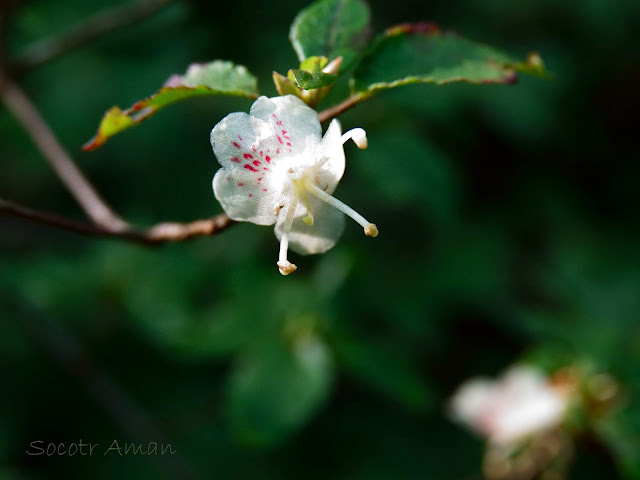 Rhododendron semibarbatum