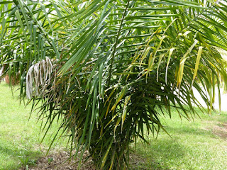 Cocotier beurrier - Attalea butyracea