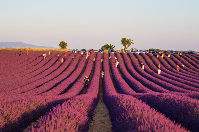 Valensole-Campi di lavanda al tramonto