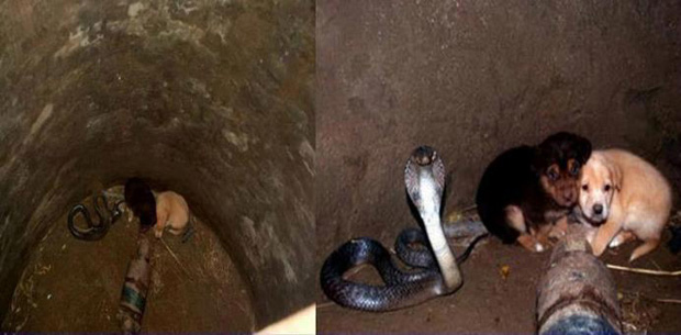Cobra protege por 48 horas cães filhotes que caíram em buraco