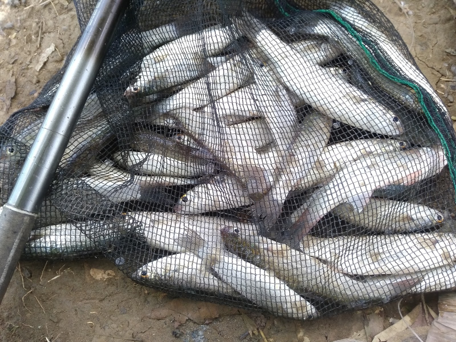 Mancing Ikan Belanak Dapat Banyak Teknik Nggarong 2 Mata Kail