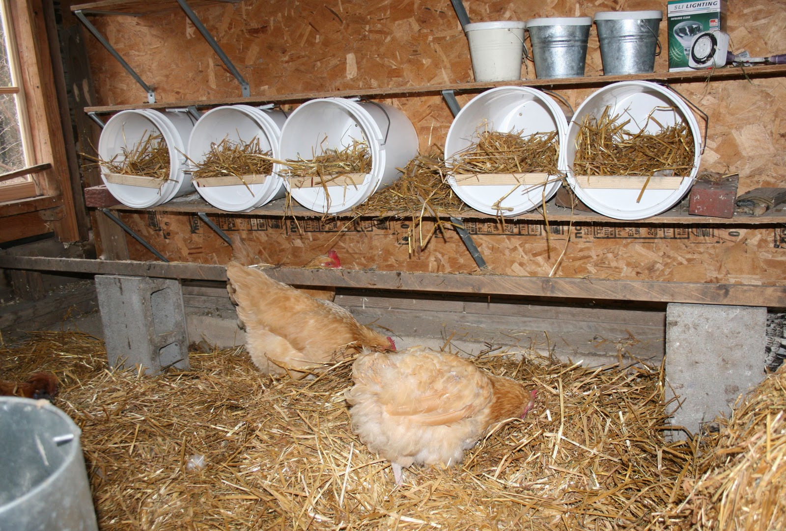 Bucket o' Chicken | Community Chickens