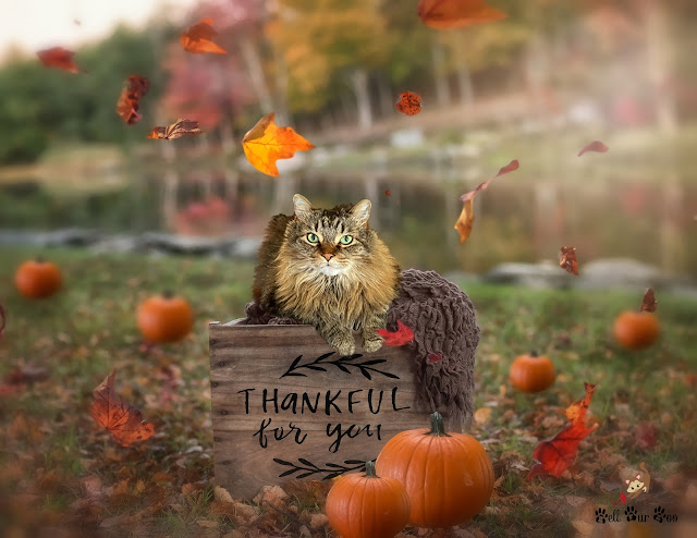 Matilda Thanksgiving 2022 (©Jenny Bell @ Bell Fur Zoo)