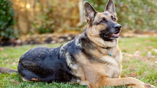 German Shepherd