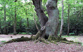 An oak tree on Hayes Common, 30 May 2011.