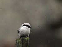 Last Shrike of the year