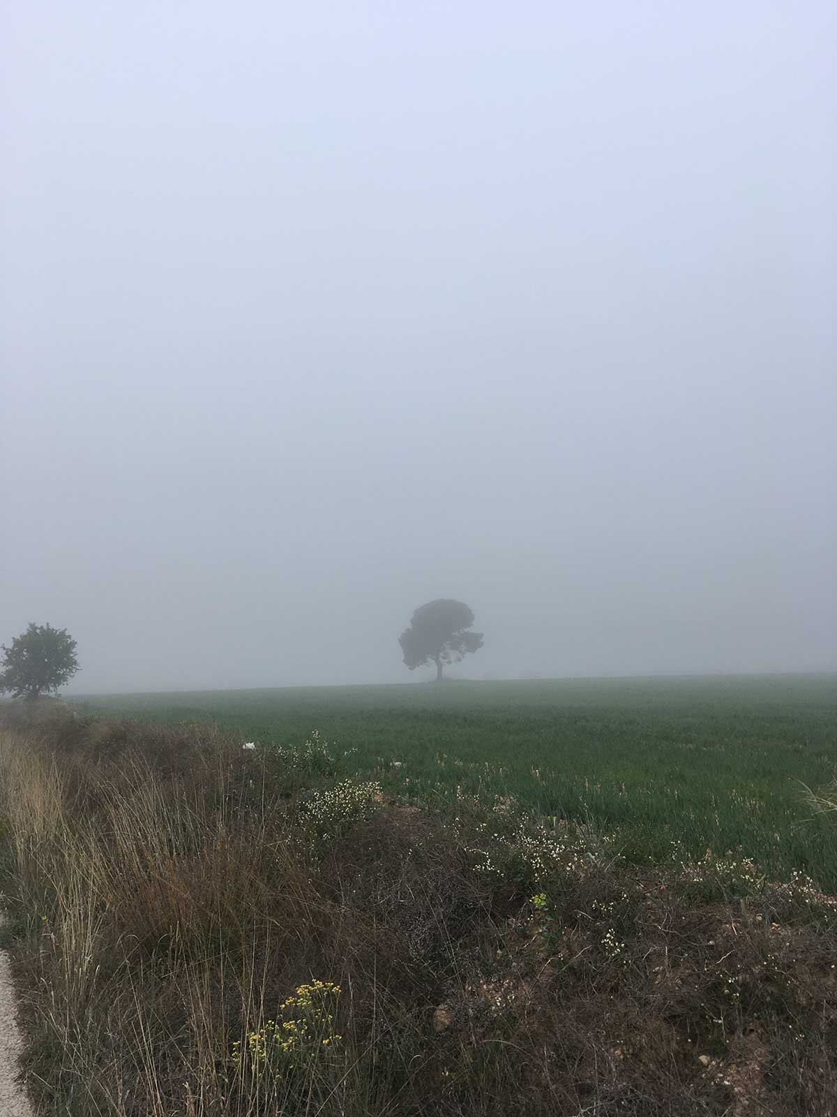 Niebla matinal en el Hondo del Campo, Yecla