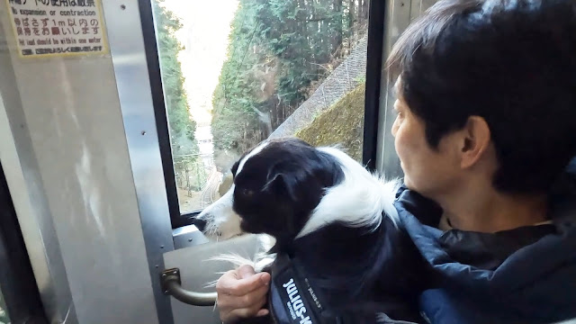 保護犬 ボーダーコリー トーマ 御岳山