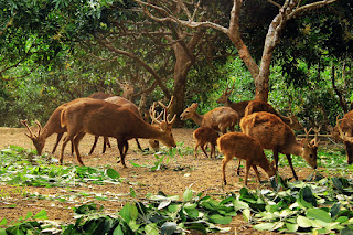 Rusa Bawean