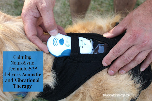 acoustic and vibrational therapy for dogs with anxiety