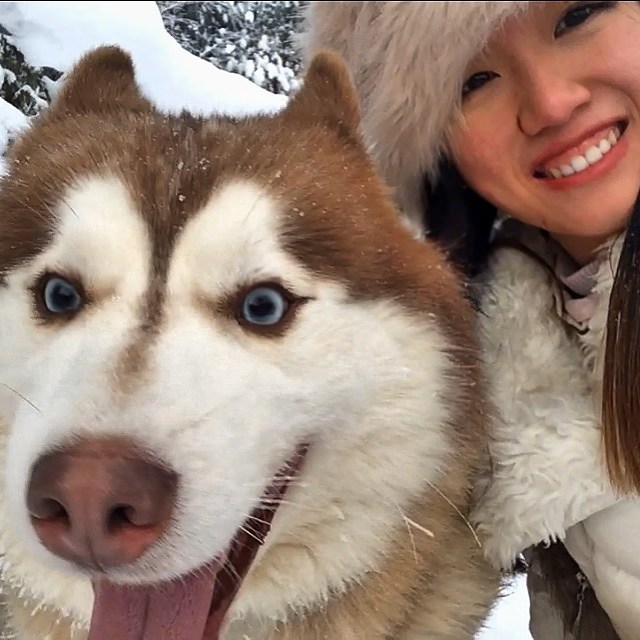 Husky selfie