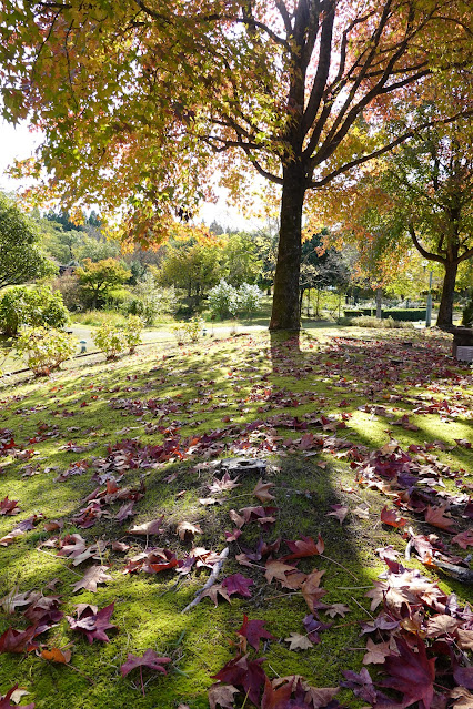 鳥取県西伯郡南部町鶴田　とっとり花回廊　紅葉の美