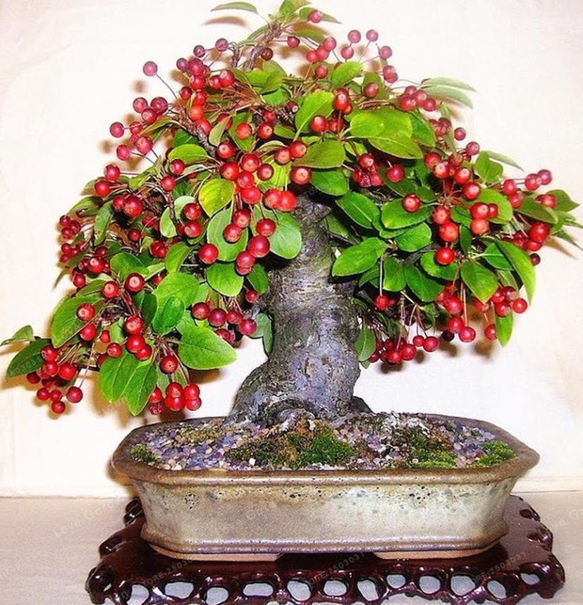 tanaman cherry barbados bibit sianci bahan bonsai hias Nusa Tenggara Barat