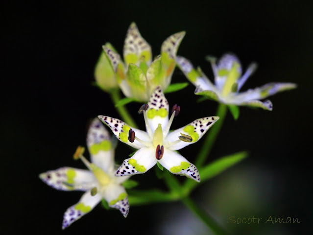 Swertia bimaculata