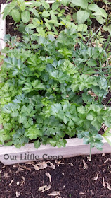 celery raised garden box